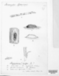 Hypocrea rufa image